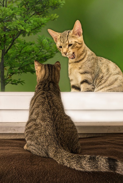 ¿Cuáles son las diferencias entre gatos domésticos y salvajes?