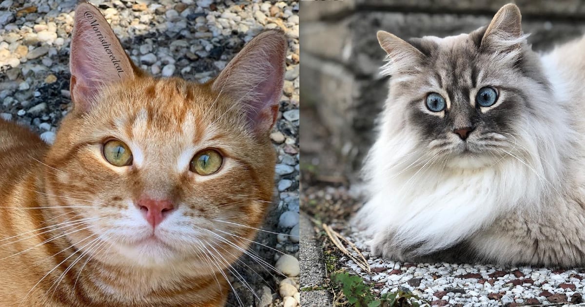 Los veterinarios explican por qué los gatos nos miran, es posible que te sorprendas