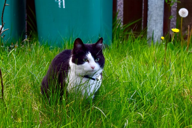 ¿Te has preguntado por qué los gatos comen hierba?