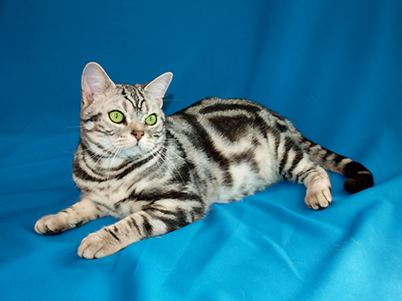 AMERICAN WIREHAIR