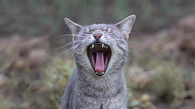 Maullido de gatos: por qué lo hacen, qué significa y cómo detener los maullidos no deseados