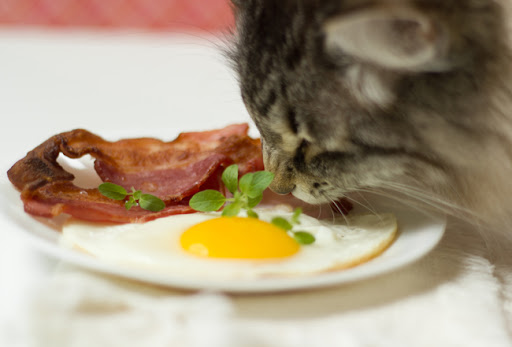 10 alimentos humanos que pueden comer los gatos