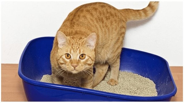 ¿Por qué los gatos intentan enterrar su comida?