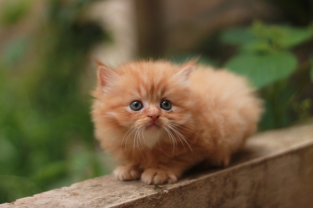 Gatitos persas a la venta: ¿cuánto deberías pagar por un gatito persa de pedigrí?
