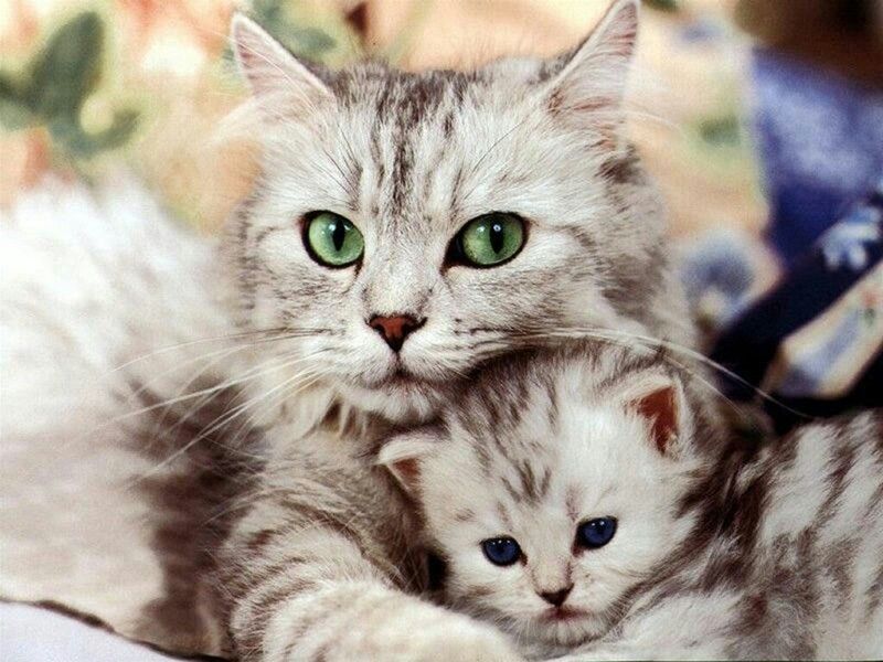 Comportamiento del gato con gatitos: agresión materna y paterna