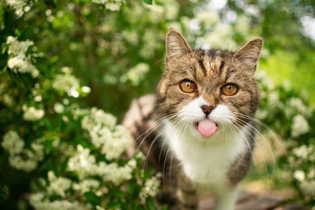 5 antibióticos naturales para gatos que mejoran su salud