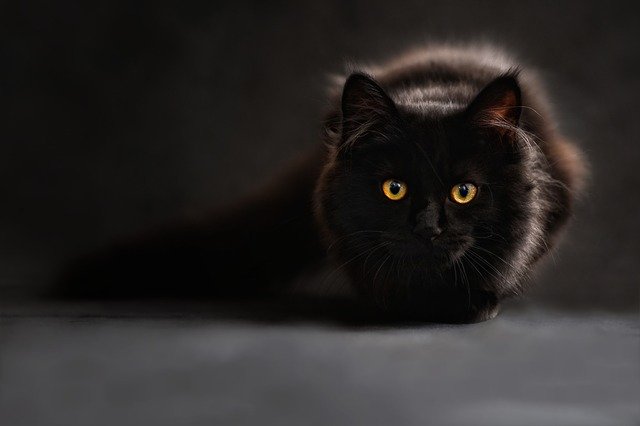 5 países que tienen supersticiones de gatos y leyendas que pueden sorprenderte