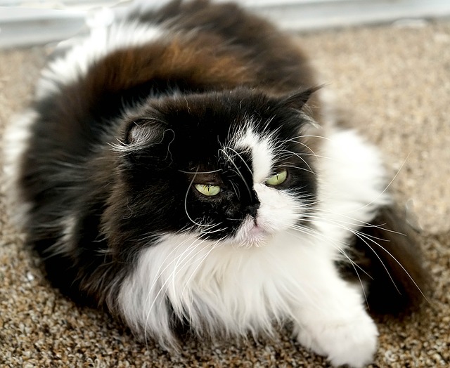 10 datos curiosos sobre las razas de gatos de pelo largo