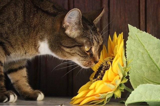 Las 8 mejores plantas que le encantarán a tu gato