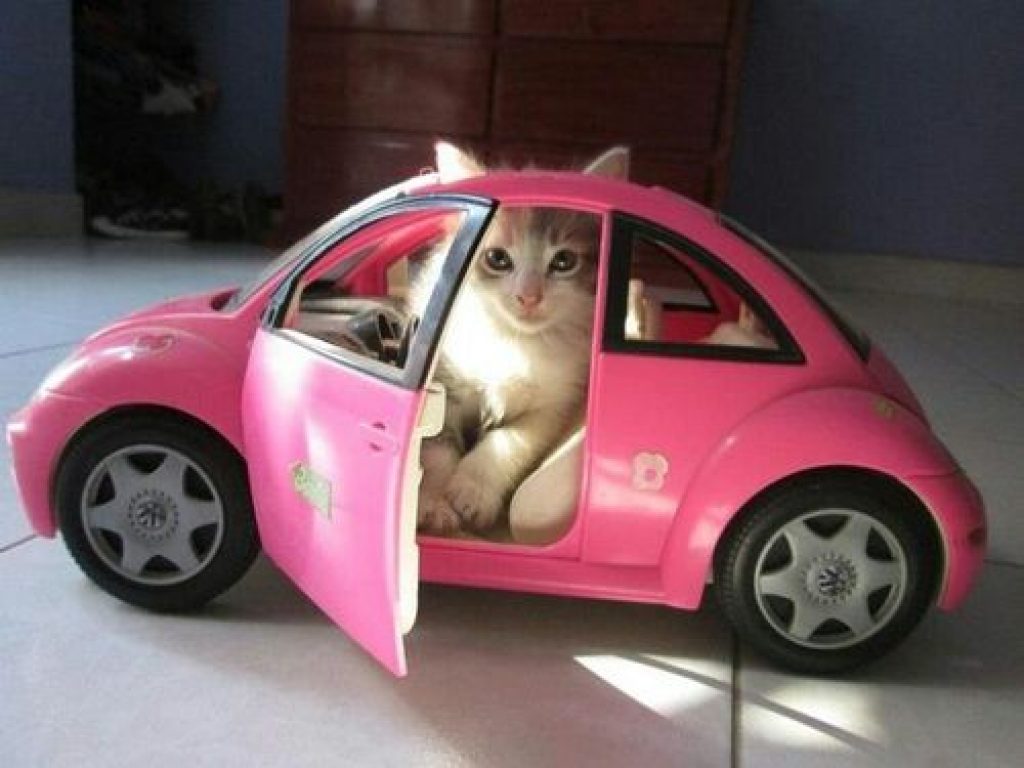 Haz que tu gato aprenda a que le guste ir en automóvil