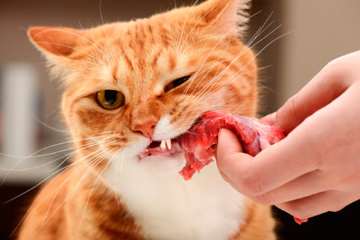 Alimenta a tu mascota con alimentos frescos