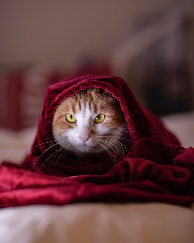 Psicología del gato – ¿Mi gato tiene miedo?