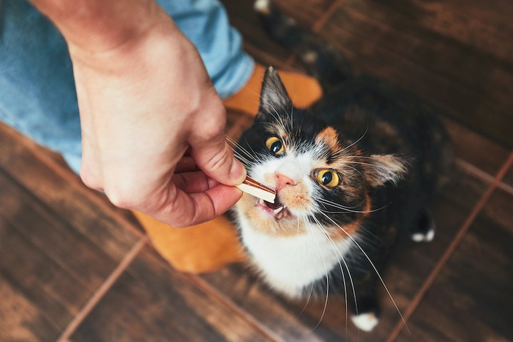 ¿Debería tu gato buscarse la comida?