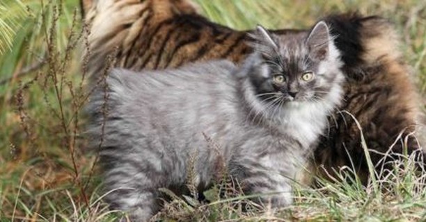Gatos bobtail y gatos sin cola