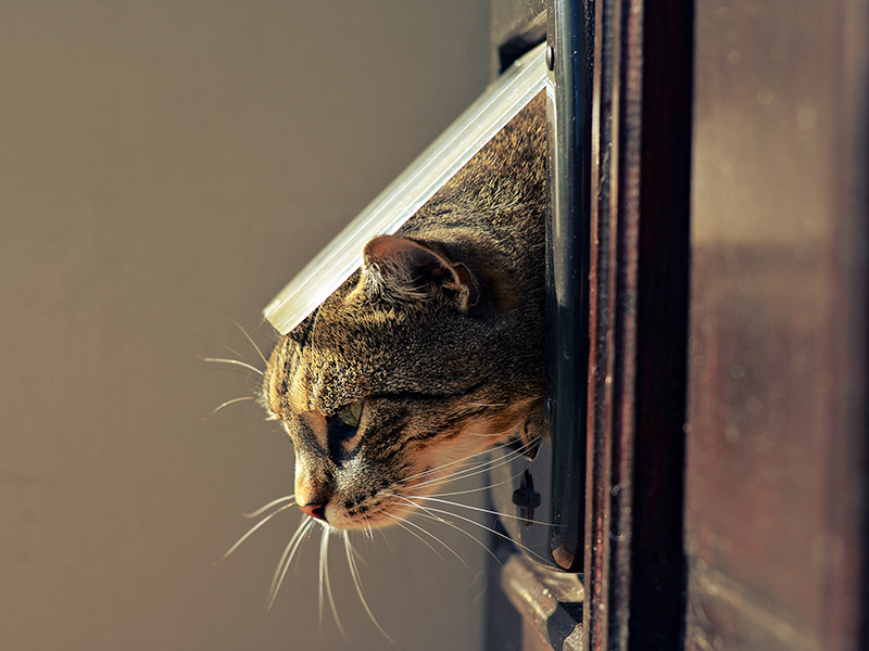 Cómo entrenar a los gatos para que usen una puerta para gatos o tocar una campana para que los dejen entrar