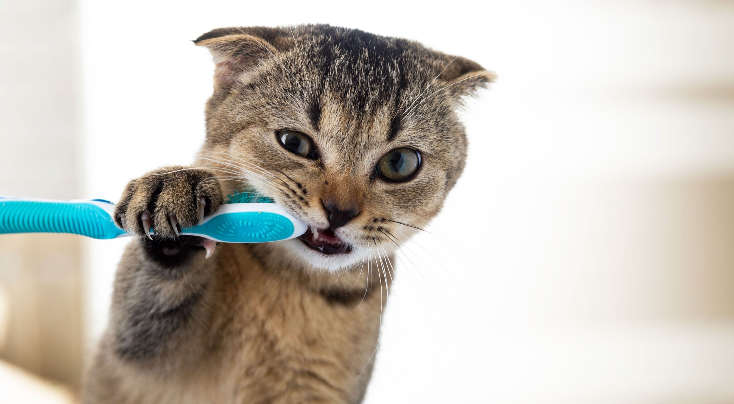 Consejos para lidiar con la dentición de un gatito