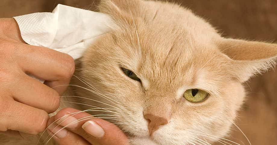 Cómo limpiar la suciedad de las orejas de tu gato
