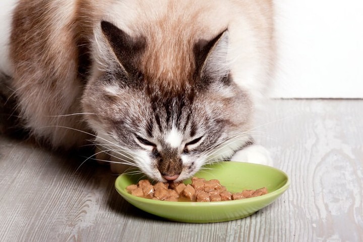 Las 7 mejores tiendas online para comprar comida para gatos