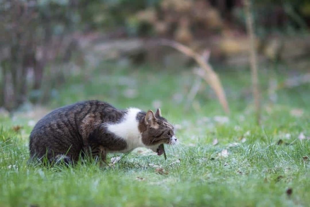 Te mejorarás Terminal Contento Vómitos en gatos: ¿Cuándo deberías preocuparte?