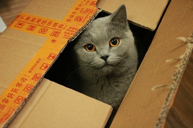 6 razones por las que los gatos aman tanto las cajas