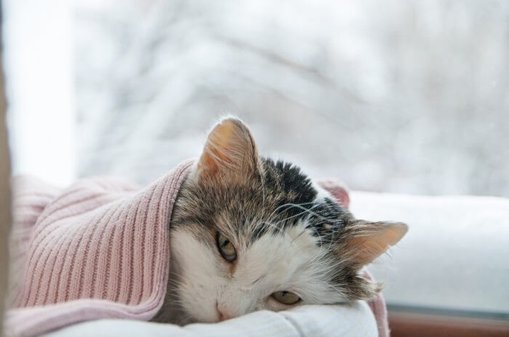 10 señales sutiles de que tu gato puede estar enfermo