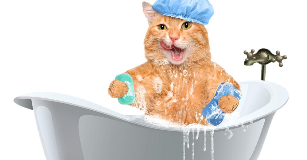 ¿Con qué frecuencia debes bañar a tu gato?