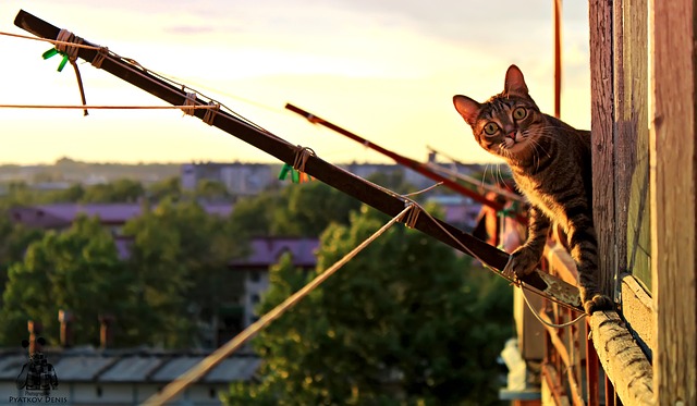 ¿Saltará mi gato del balcón?  ¿Debo vigilarlo?