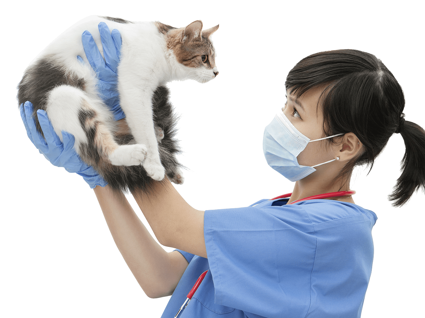 ¿Con qué frecuencia llevas a tu gato al veterinario?