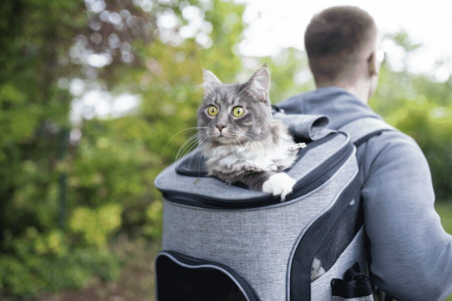Cosas que debe saber antes de comprar una mochila para gatos