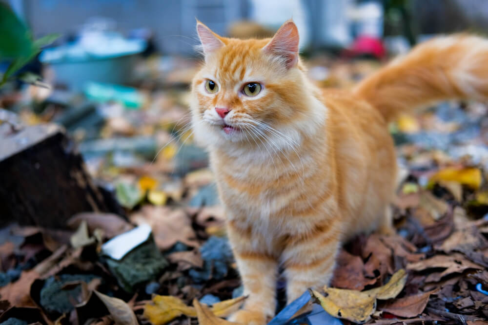Gatos atigrados anaranjados: esperanza vida e