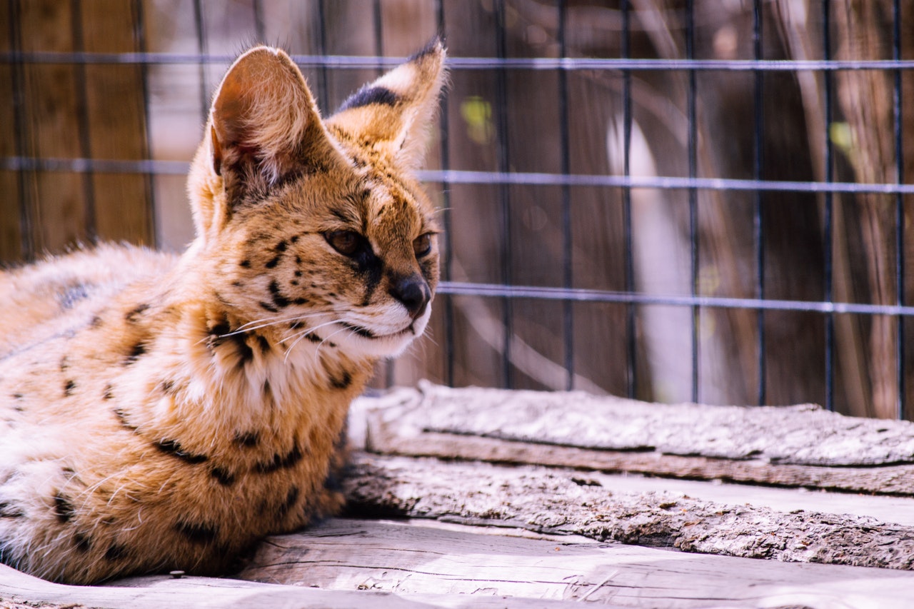 5 formas de ayudar a los gatos en tu refugio local