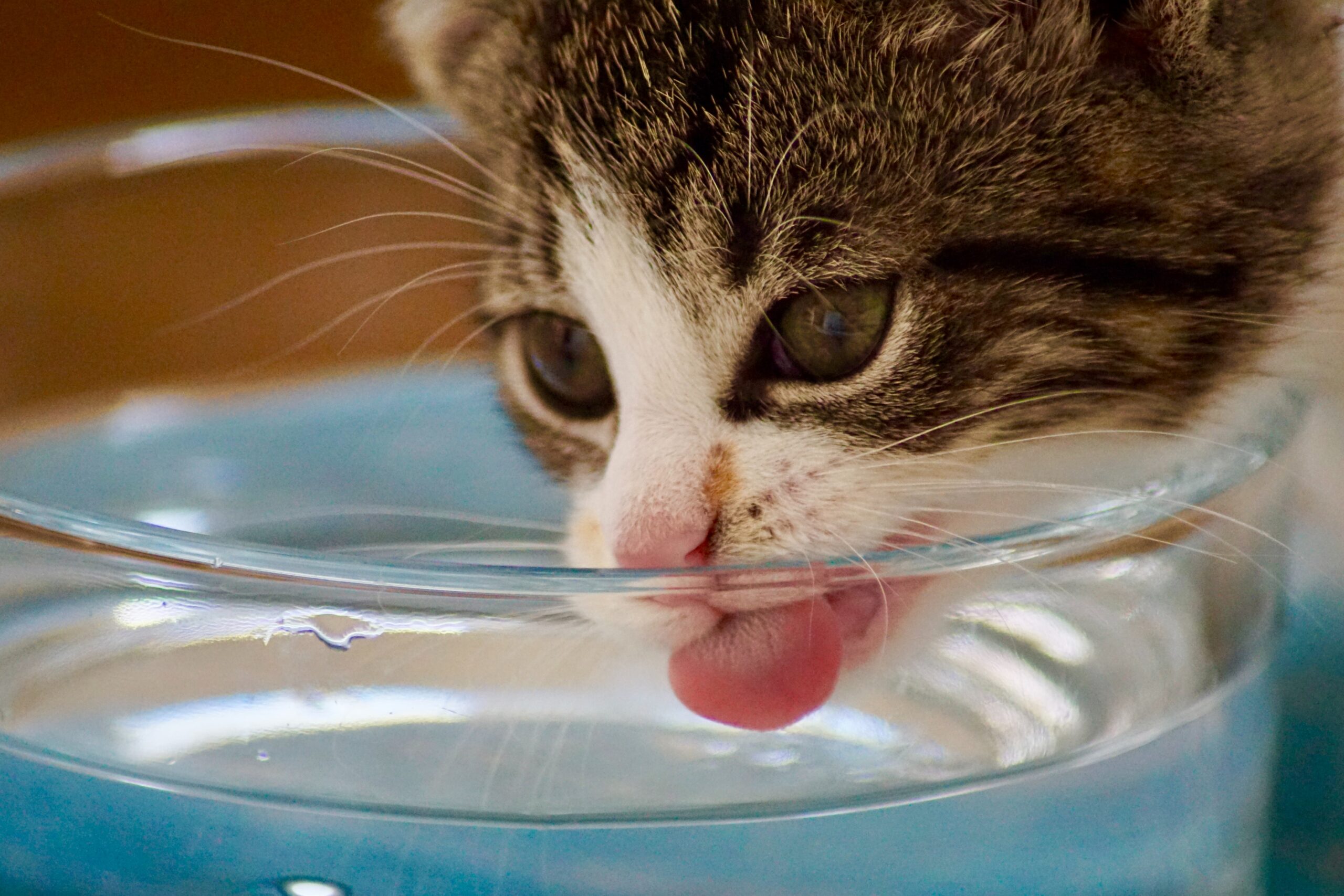 Fuentes de agua para gatos: pros y contras