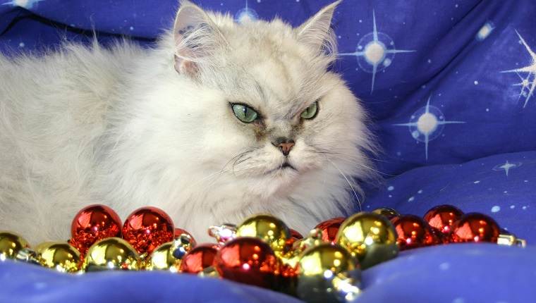 10 formas en las que podrías arruinar la Navidad de tu gato