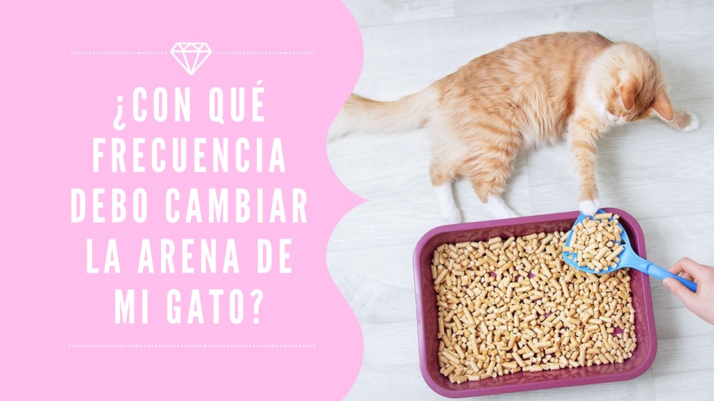 Con qué frecuencia debo cambiar la arena de mi gato Con qué frecuencia debo cambiar la arena de mi gato