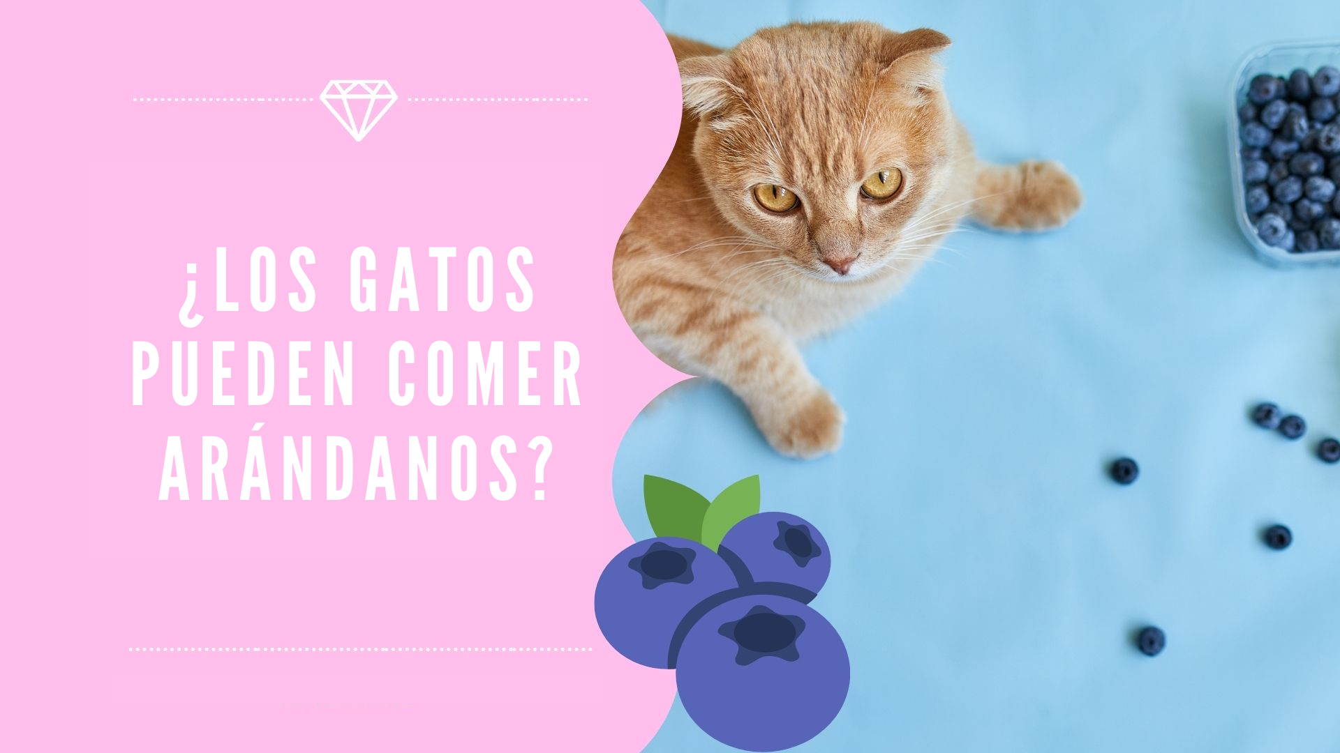 ¿Los gatos pueden comer arándanos?