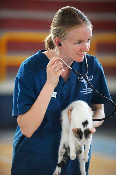 veterinaria gatos